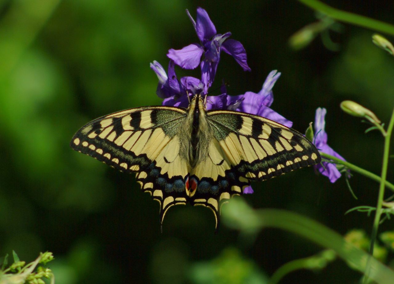 Insekten