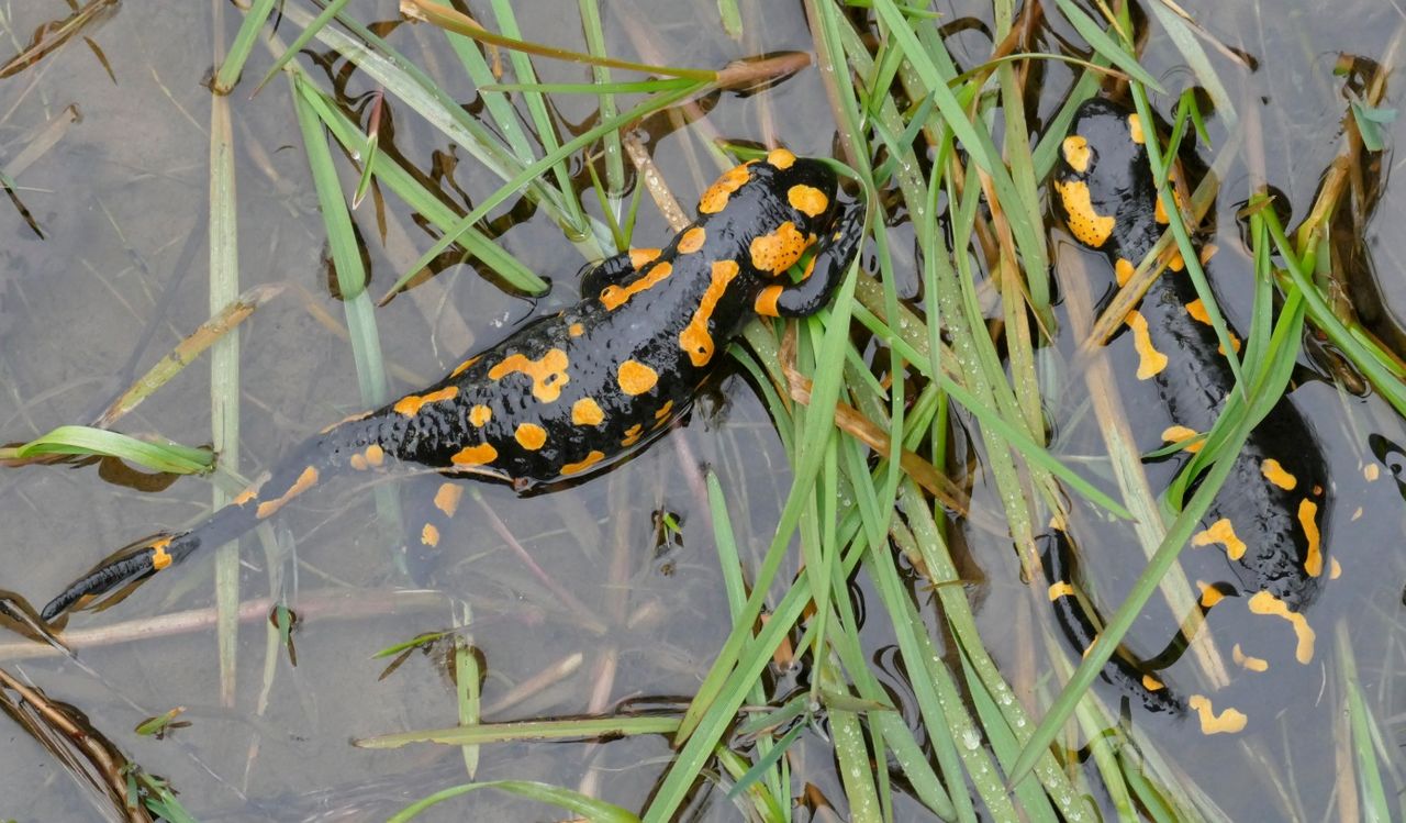 Amphibien