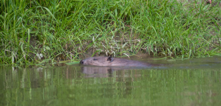 Dem Biber auf der Spur in der Raab Dem Biber auf der Spur in der Raab