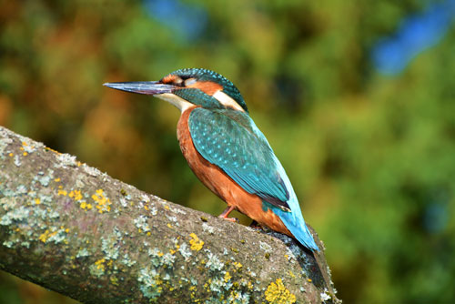 Vögel