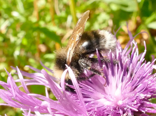 Naturwanderung Safari Fotosafari