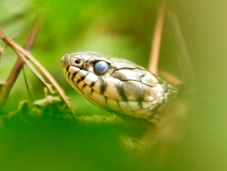 Reptilien